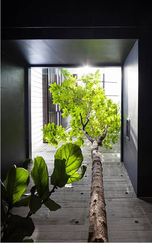 Cây thân cao ngay trong nhà mang bóng mát cho không gian sống ở những tầng cao hơn.