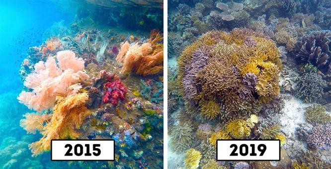 8. Rạn san hô trên quần đảo Raja Ampat, Indonesia. 1600 mét vuông rạn san hô đã bị phá hủy bởi các tàu du lịch vào năm 2017 và có thể phải mất hàng thập kỷ để phục hồi. Điều này gây thiệt hại rất lớn, ước tính vào khoảng 18,6 triệu đô la.