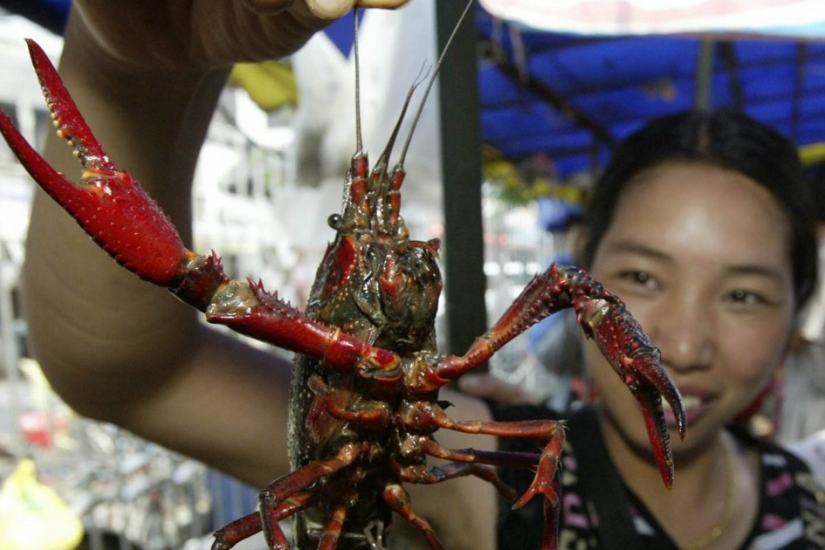 Ngành chăn nuôi tôm hùm đất ở Tiềm Giang cũng mang về nguồn thu nhập lên tới 9.000 USD/năm cho người dân.