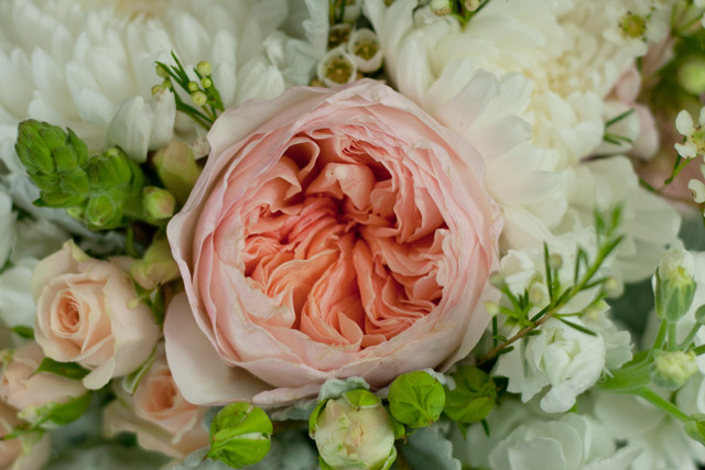 Hồng Juliet được lai tạo bởi David Austin - nhà thực vật học nổi tiếng người Anh. Ông đã mất rất nhiều công sức, tâm huyết, thời gian và chi phí mới có thể lai tạo được giống hoa này.