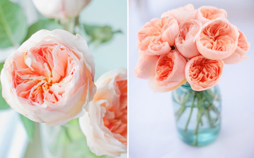 Hiện, giá mỗi bó hoa hồng Juliet dao động trong khoảng 50 USD đến 150 USD (khoảng 1 triệu đến 3 triệu). Nguồn ảnh: Internet.