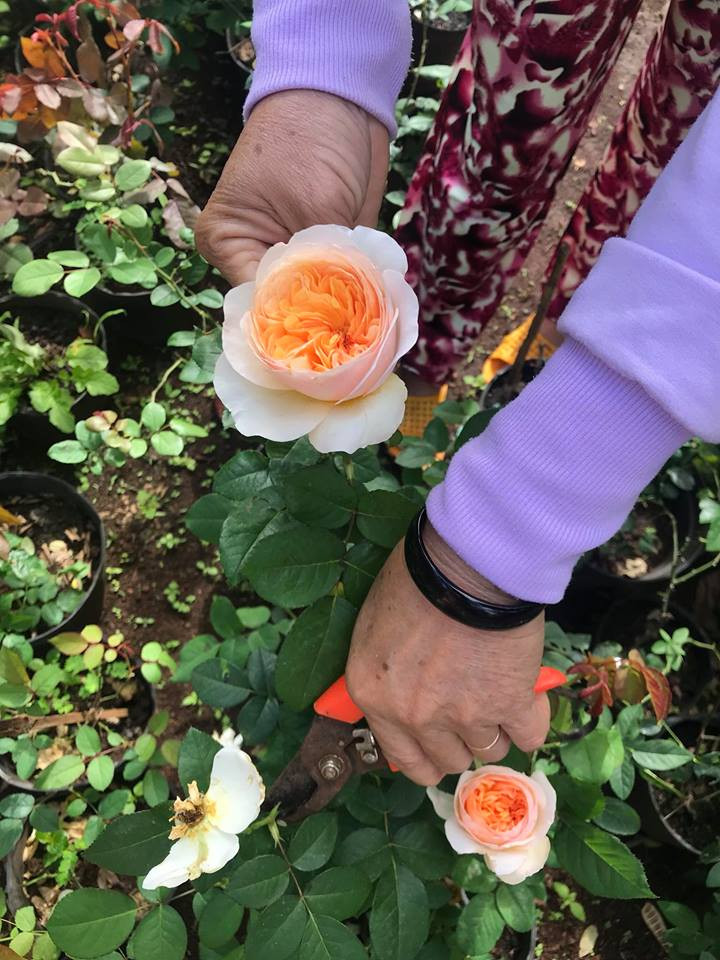 Không chỉ màu sắc tao nhã, hoa hồng Juliet còn có cách xếp cánh hoa tinh tế, khác biệt.