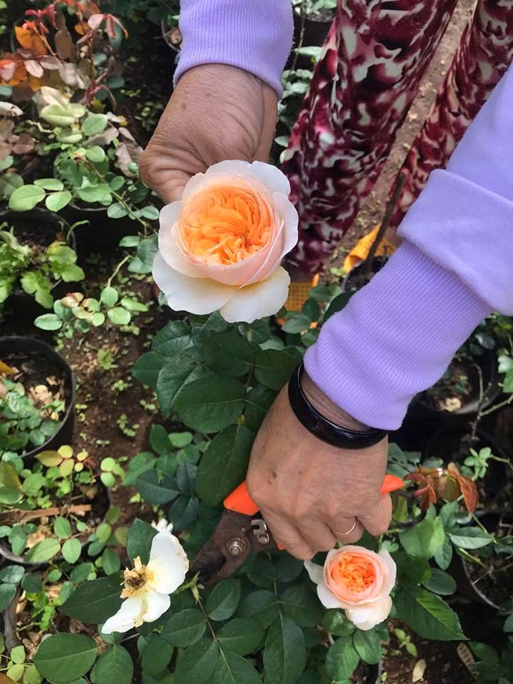 Không chỉ màu sắc tao nhã, hoa hồng Juliet còn có cách xếp cánh hoa tinh tế, khác biệt.