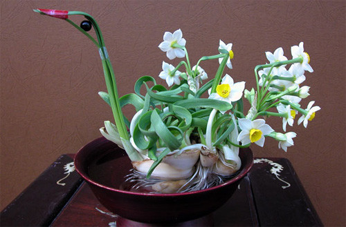 Trước đây, hoa thủy tiên là loại hoa Tết chỉ dành cho người có tiền, bởi giống hoa này đắt đỏ và mất nhiều thời gian chăm sóc. Ảnh: Bow Group.