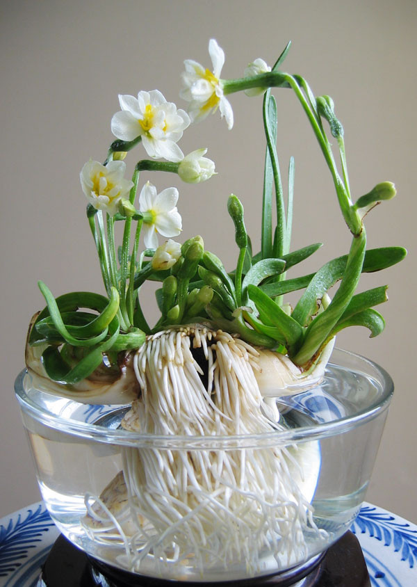 Và những gia đình thực sự giàu có mới sắm vài chậu thủy tiên để chơi vào dịp Tết Nguyên đán. Ảnh: Giacngo.