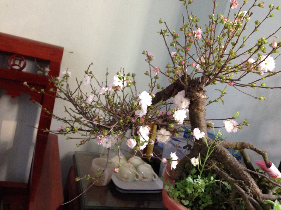 Tuy nhiên, điểm khác biệt là ở chỗ nhiều người giàu sẽ chơi các loại đào thế, mai thế lâu năm, được tạo dáng cầu kỳ. Ảnh: Nhavuonhiepvu.