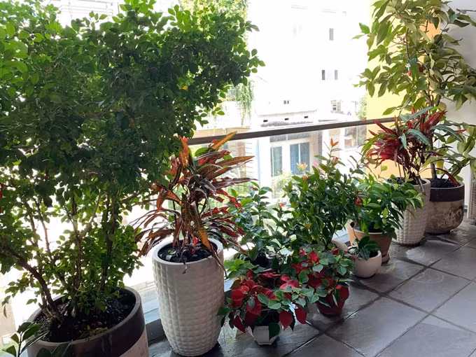 Góc ban công tràn ngập hoa và cây xanh mang lại không gian tươi xanh.