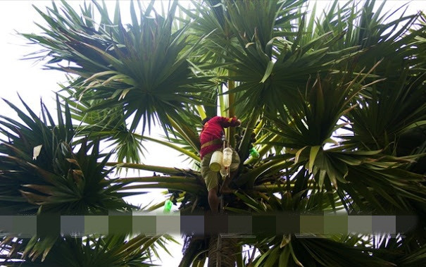 Công việc trèo cây thốt nốt lấy nước đường rất nguy hiểm, bởi chỉ cần sơ suất nhỏ là có thể mất mạng. Ảnh: Vietnam+.