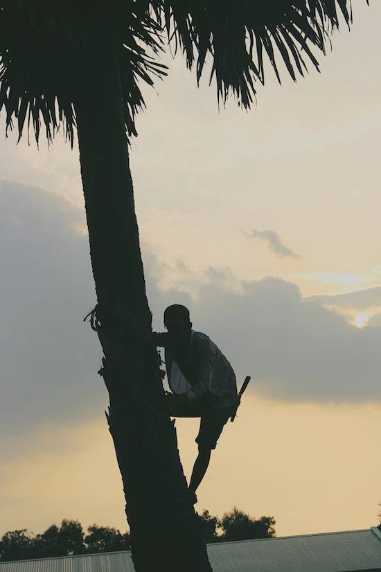 Để lấy được nước thốt nốt ngọt mát, người thợ đòi hỏi phải trèo rất giỏi. Cây thấp nhất cao 9-10m, nhiều cây cao hơn 20m. Ảnh: Queminhngaymoi.