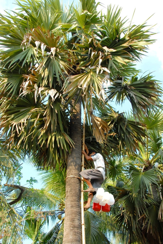 Nếu như trước đây, dụng cụ để lấy nước đường thốt nốt phần lớn làm bằng ống tre gai thì ngày nay được thay thế bằng các loại bình nhựa. Ảnh: Zing.