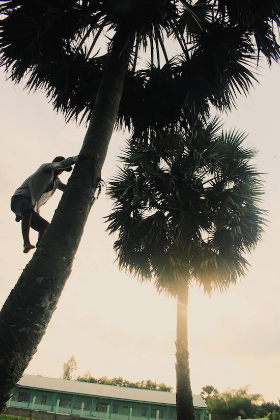 Dù thu nhập cao nhưng nghề trèo thốt nốt chỉ có tính thời vụ, từ tháng 11 âm lịch cho đến tháng 5 năm sau. Ảnh: Queminhngaymoi.