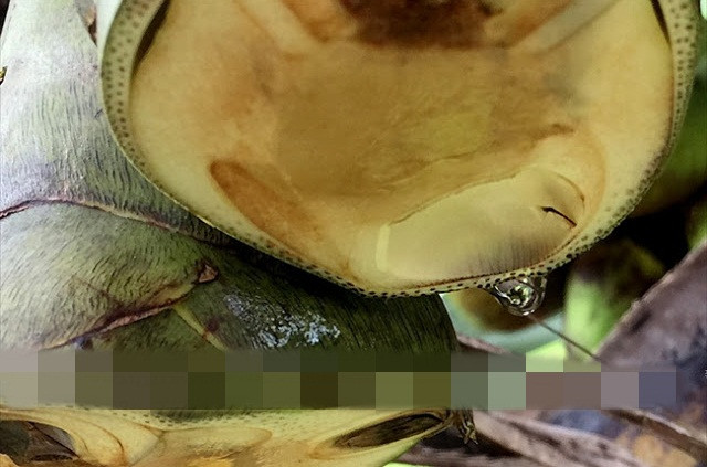 Từ chỗ cuống bị cắt, nước trong cây thốt nốt chảy vào một hũ nhựa đã đặt sẵn. Ảnh: Vietnam+.