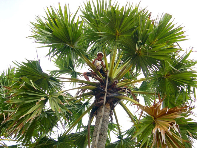 Người thợ lấy nước thốt nốt từ những cuống hoa. Ảnh: Zing.