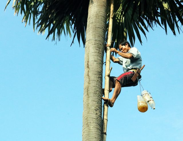 Từ sáng sớm, người làm nghề trèo lên ngọn cây thốt nốt cao chót vót để lấy nước về nấu đường. Ảnh: Dân Việt.