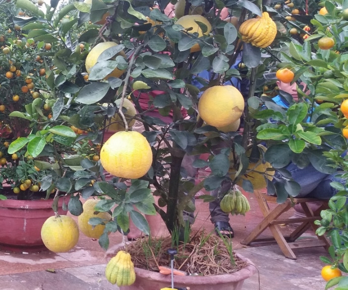 Cây bưởi Diễn nhỏ sai quả, lại có thêm những quả phật thủ làm tăng thêm sự độc đáo. Ảnh: Baogiaothong.