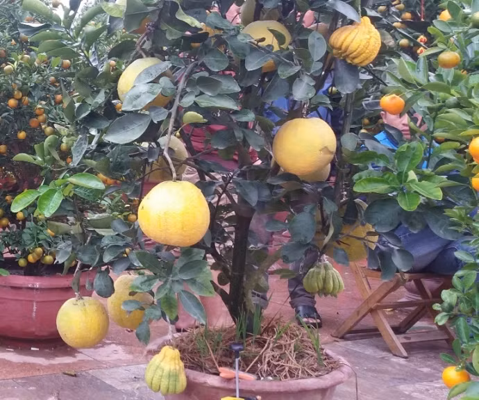 Cây bưởi Diễn nhỏ sai quả, lại có thêm những quả phật thủ làm tăng thêm sự độc đáo. Ảnh: Baogiaothong.