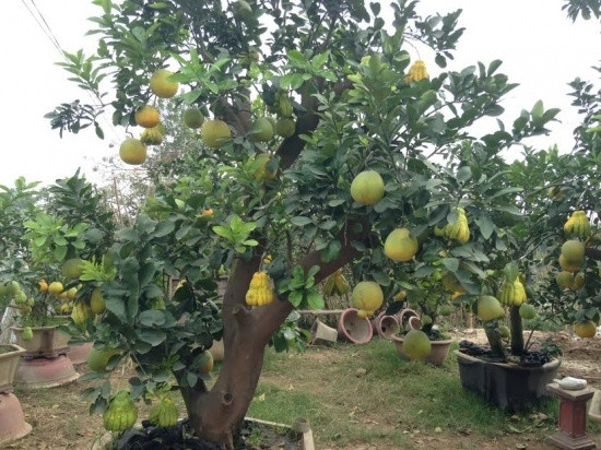 Không ít gốc bưởi ghép phật thủ khủng giá lên tới 40-50 triệu đồng. Ảnh: Nongnghiep.