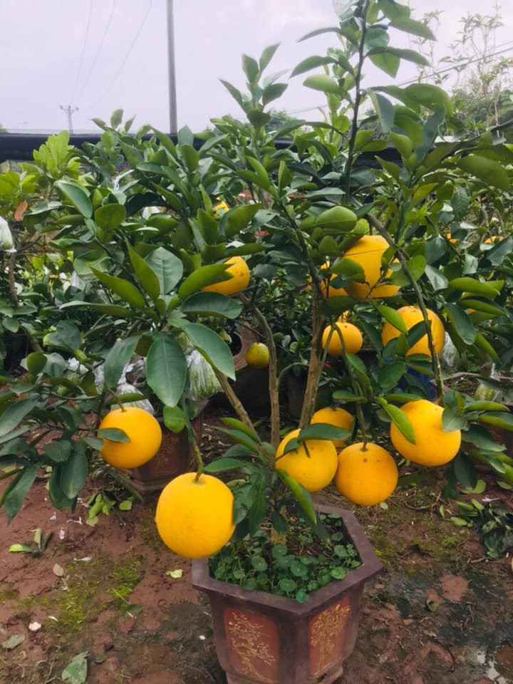 Những cây nhỏ có thể đặt trong phòng khách. Ảnh: FB Nguyễn Chôm Chôm.