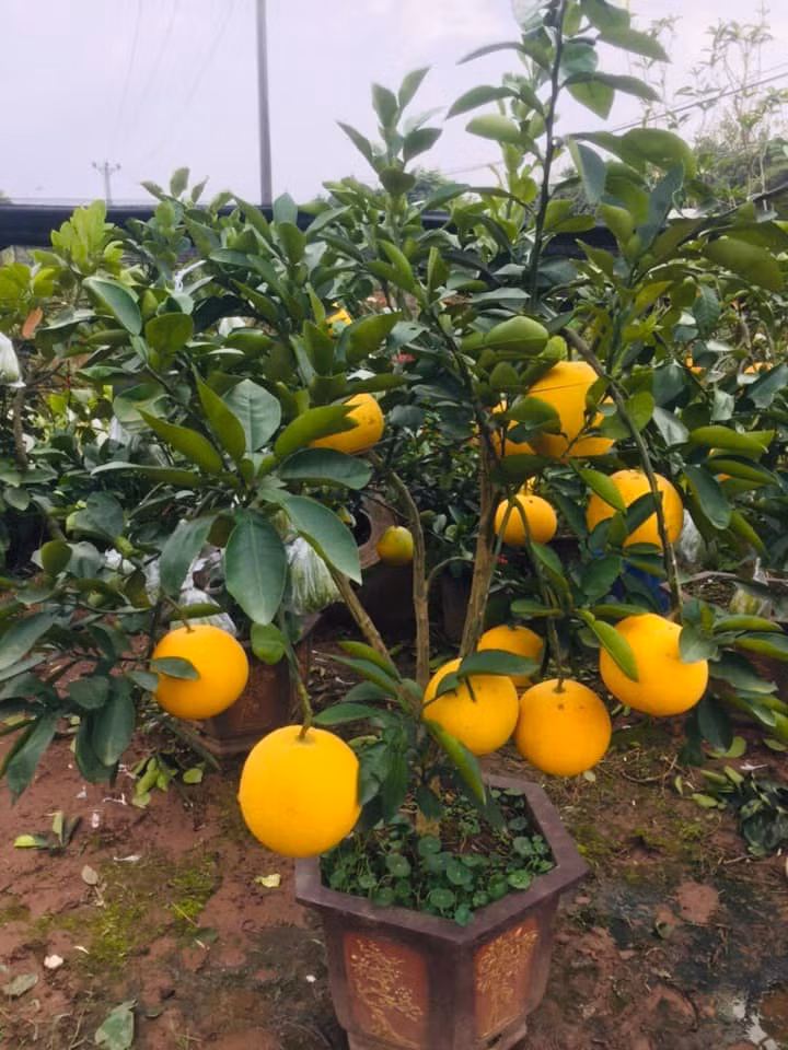 Những cây nhỏ có thể đặt trong phòng khách. Ảnh: FB Nguyễn Chôm Chôm.