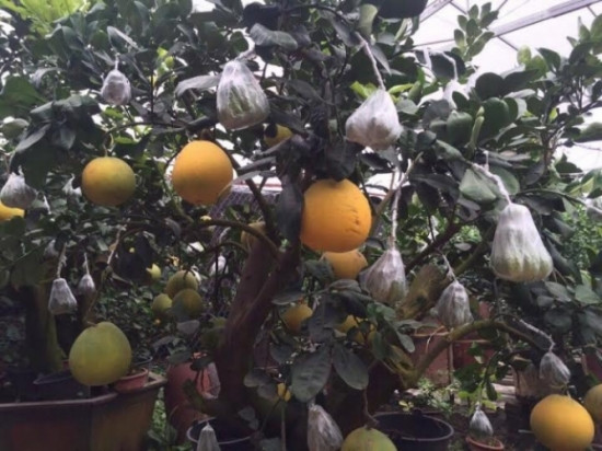 Theo một số người bán, nhà vườn dùng kỹ thuật ghép cành của cây phật thủ vào cây bưởi diễn. Ảnh: Phapluatxahoi.