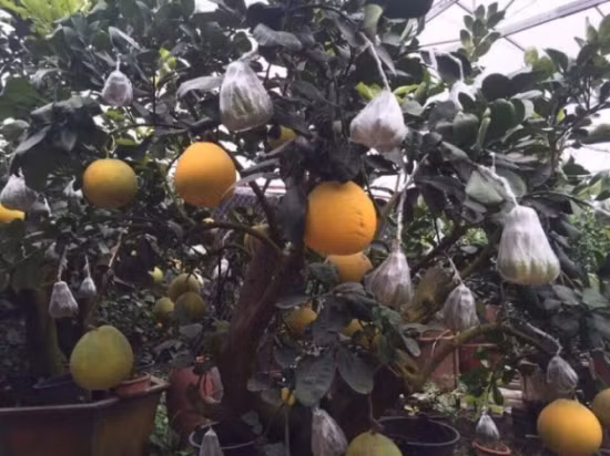 Theo một số người bán, nhà vườn dùng kỹ thuật ghép cành của cây phật thủ vào cây bưởi diễn. Ảnh: Phapluatxahoi.