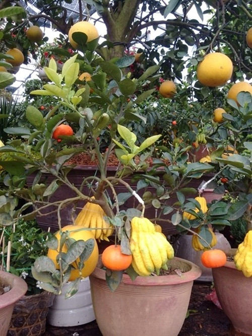 Ưu điểm của những chậu kiểng này là vừa đẹp mắt, có thời gian trưng rất lâu lại có thể ăn trái sau Tết. Ảnh: Phunuonline.
