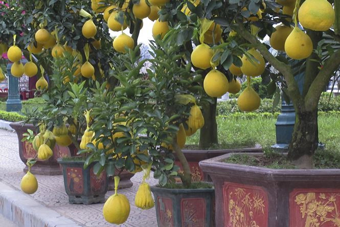 Giá mỗi cây bưởi ghép phật thủ từ vài triệu đến vài chục trục triệu đồng, tùy thuộc vào hình dáng, số lượng quả và kích thước của cây. Ảnh: Tiền phong.