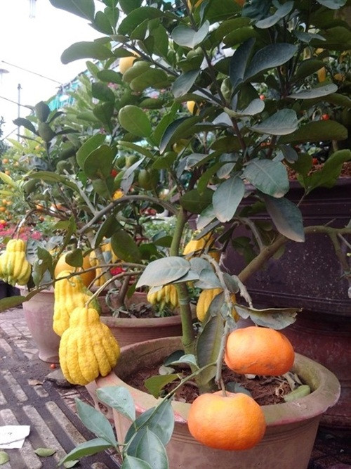 Một số gốc còn ghép cả bưởi Diễn, cam canh và phật thủ. Ảnh: Phunuonline.