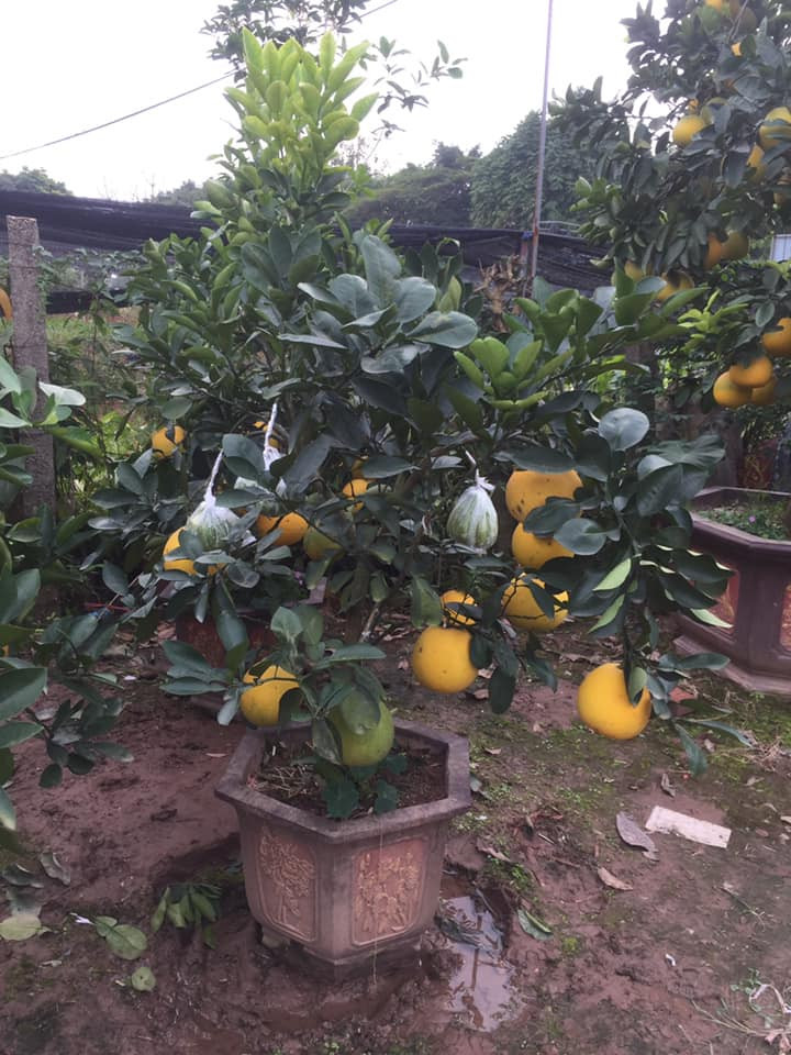 Bưởi Diễn ghép phật thủ quả to, đều được chủ vườn rao bán với giá 2 triệu đồng/cây. Ảnh: FB Nguyễn Chôm Chôm.