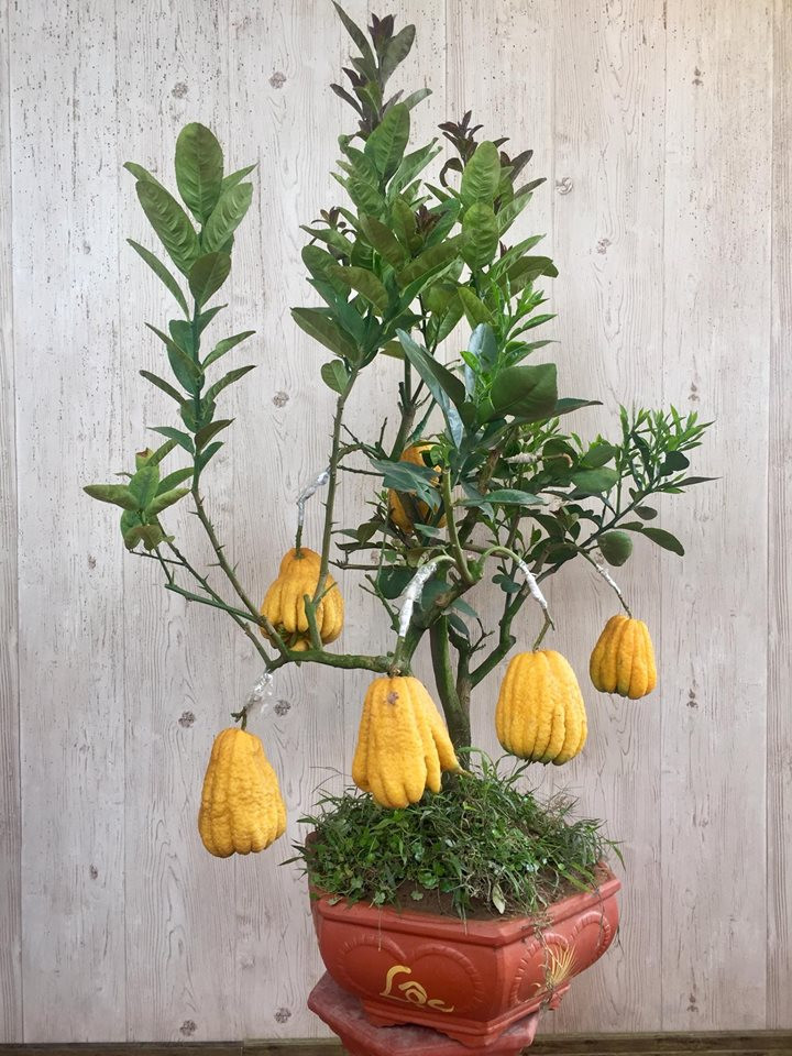 Phật thủ ghép cây nhưng không có trái bưởi giá bán rẻ hơn từ 800.000 - 1 triệu đồng. Ảnh: Quất BonSai Dương Gia.