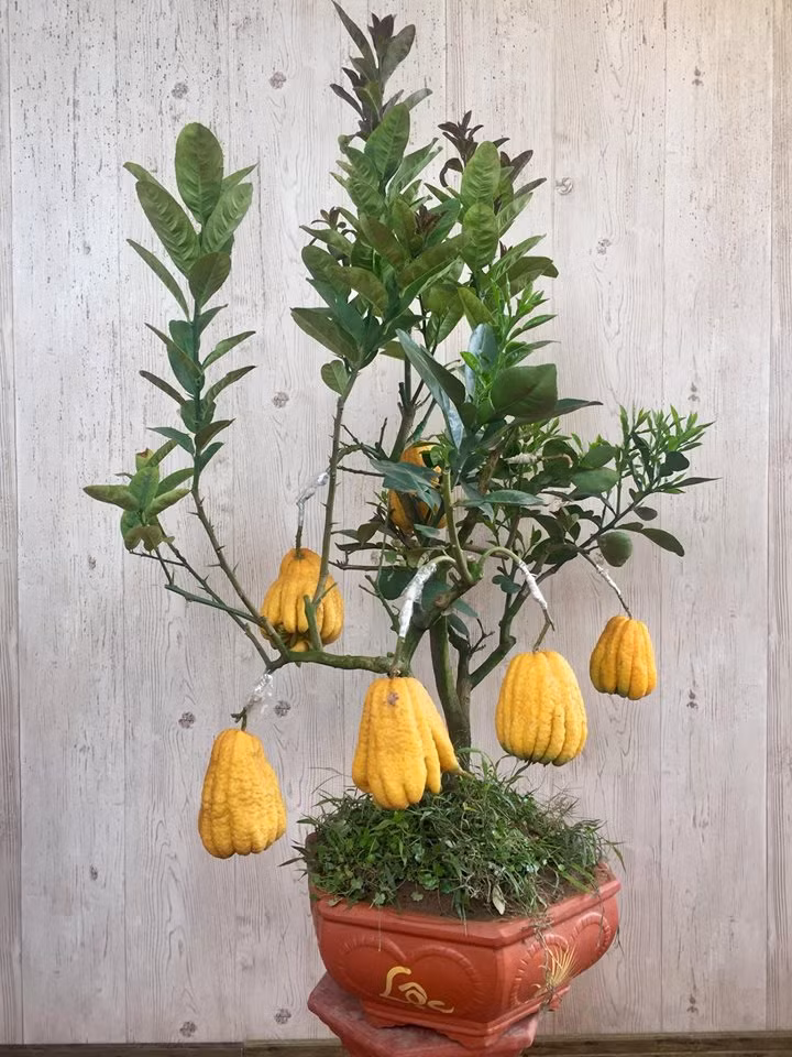 Phật thủ ghép cây nhưng không có trái bưởi giá bán rẻ hơn từ 800.000 - 1 triệu đồng. Ảnh: Quất BonSai Dương Gia.