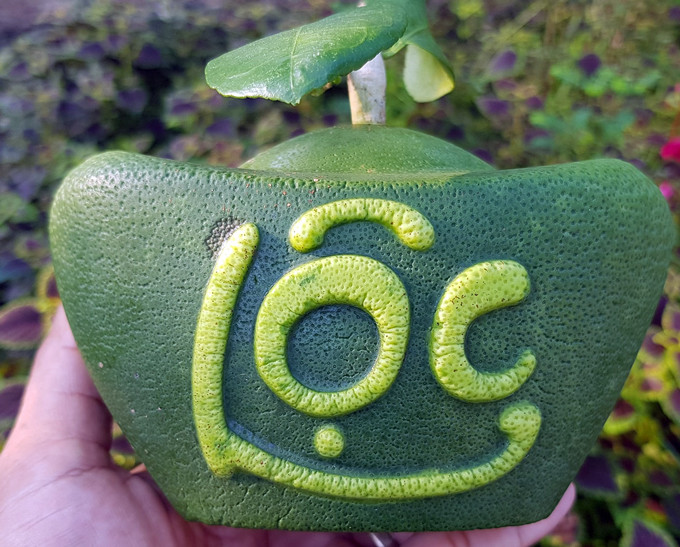 Loại bưởi thỏi vàng in chữ Tài - Lộc này khi bán ra thị trường có giá từ 500.000 - 800.000 đồng/trái. Ảnh: Dân Việt.