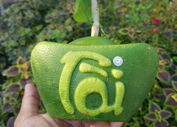 Theo anh Tâm, bưởi da xanh rất khó tạo hình và hầu như từ trước đến nay chưa ai tạo hình thành công ở loại trái cây này. Ảnh: Dân Việt.