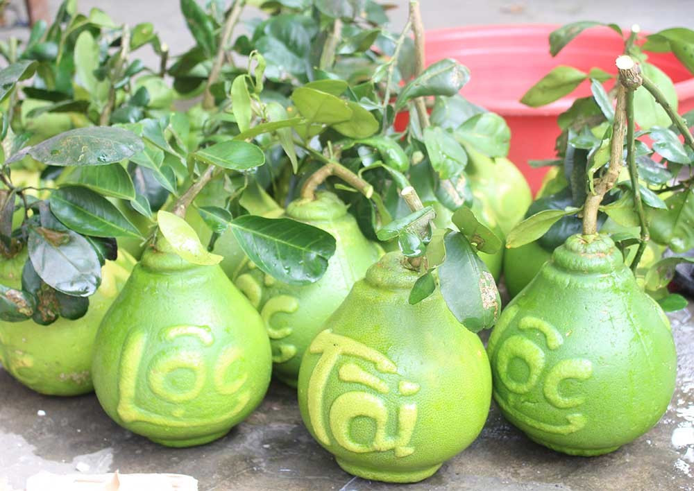 Năm nay, các thành viên trong câu lạc bộ khuyến nông Phú Trí A (Phú Tân, huyện Châu Thành, Hậu Giang) cung ứng khoảng 8.000 trái bưởi tạo hình trong dịp Tết Nguyên đán. Ảnh: Vietnamnet.