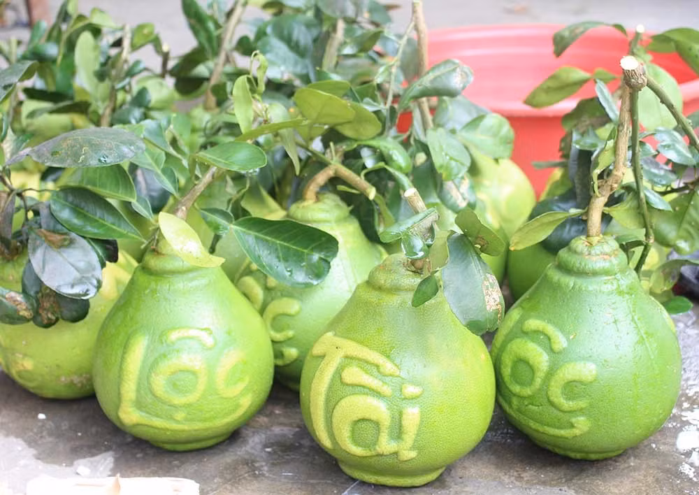 Năm nay, các thành viên trong câu lạc bộ khuyến nông Phú Trí A (Phú Tân, huyện Châu Thành, Hậu Giang) cung ứng khoảng 8.000 trái bưởi tạo hình trong dịp Tết Nguyên đán. Ảnh: Vietnamnet.