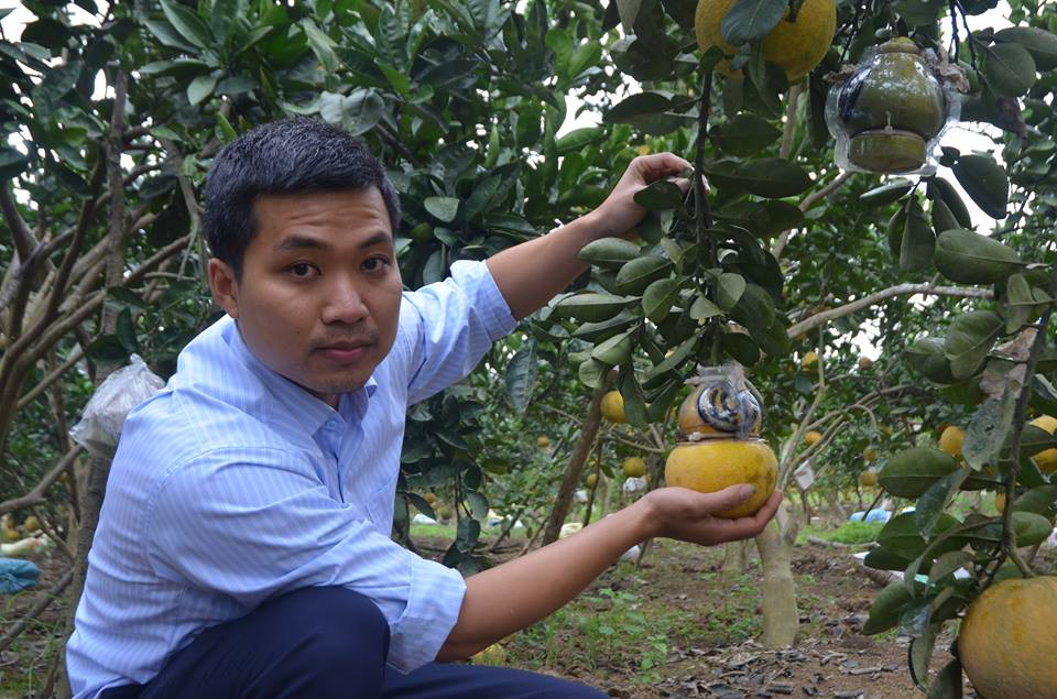 Không chỉ ở miền Tây, năm nay, lần đầu tiên một thanh niên ở Thanh Hóa đã thành công với bưởi Diễn hồ lô Tài Lộc. Ảnh: Dân Việt.
