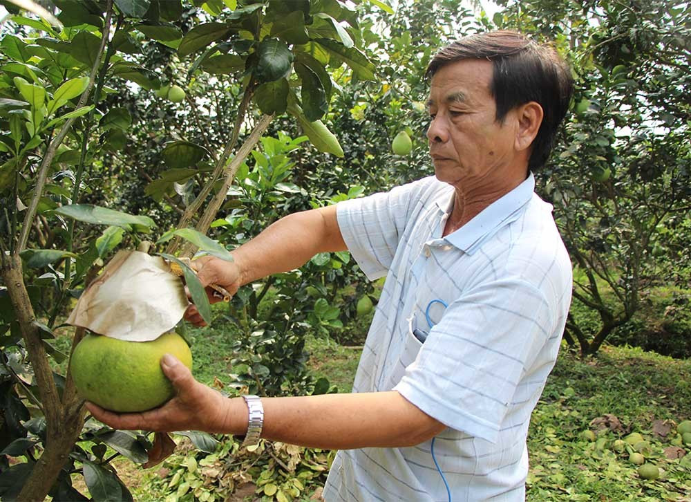 Bên cạnh đó, những vườn bưởi hồ lô "tài lộc" ở miền Tây cũng hút khách với giá 600.000 đến 1,6 triệu đồng/cặp, tùy loại. Ảnh: Vietnamnet.