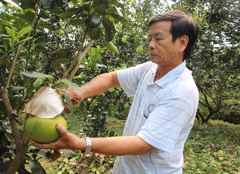 Bên cạnh đó, những vườn bưởi hồ lô "tài lộc" ở miền Tây cũng hút khách với giá 600.000 đến 1,6 triệu đồng/cặp, tùy loại. Ảnh: Vietnamnet.