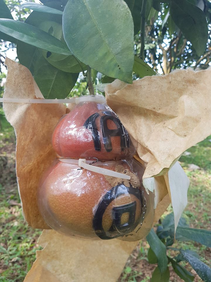 Các sản phẩm bưởi định hình của Văn Anh gồm: bưởi Tài - Lộc được định hình trên bưởi Diễn, bưởi thư pháp Tài - Lộc được định hình trên bưởi Luận Văn, bưởi hồ lô Tài - Lộc được định hình trên bưởi Diễn, đặc biệt anh còn có sản phẩm bưởi hồ lô thỏi vàng và bưởi định hình thỏi vàng. Ảnh: Dân Việt.