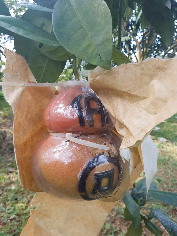 Các sản phẩm bưởi định hình của Văn Anh gồm: bưởi Tài - Lộc được định hình trên bưởi Diễn, bưởi thư pháp Tài - Lộc được định hình trên bưởi Luận Văn, bưởi hồ lô Tài - Lộc được định hình trên bưởi Diễn, đặc biệt anh còn có sản phẩm bưởi hồ lô thỏi vàng và bưởi định hình thỏi vàng. Ảnh: Dân Việt.