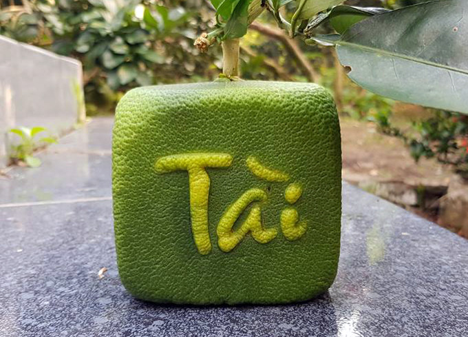 Ngoài bưởi thỏi vàng, anh Tâm còn có bưởi vuông 6 mặt, trong đó 4 mặt bên được in nổi các chữ thư pháp. Ảnh: Dân Việt.