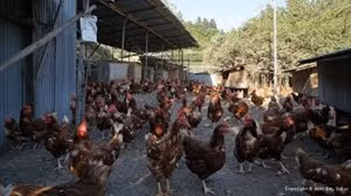 Đơn vị cung cấp trứng Teru là trang trại nuôi gà Akua ở Chichibu (tỉnh Saitama, Nhật Bản). Ảnh: San-sui.