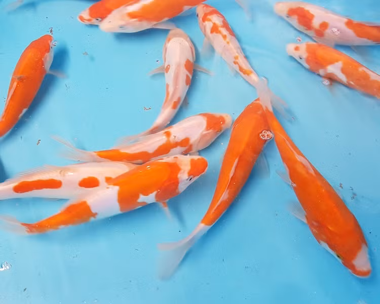 Những con cá Koi có sự cân bằng tốt về màu sắc, hoa văn thì giá càng cao.