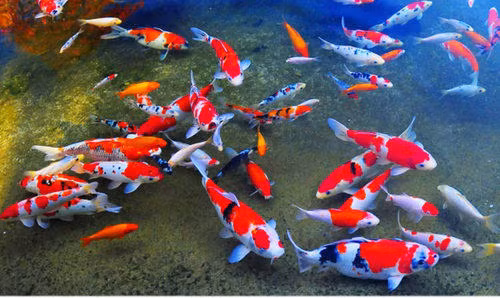 Theo báo cáo, một người nuôi có thể bắt đầu từ 3 triệu con mới đẻ nhưng chỉ chọn được khoảng 15.000 con nuôi trong năm đầu tiên và khoảng 1.000 con để nuôi trong năm tiếp theo. Nguồn ảnh: Getty Image.