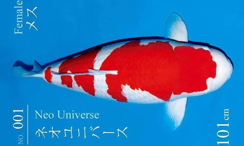 Kohaku là một giống cá Koi có màu trắng với những mảng màu đỏ trên thân.