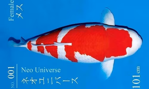 Kohaku là một giống cá Koi có màu trắng với những mảng màu đỏ trên thân.