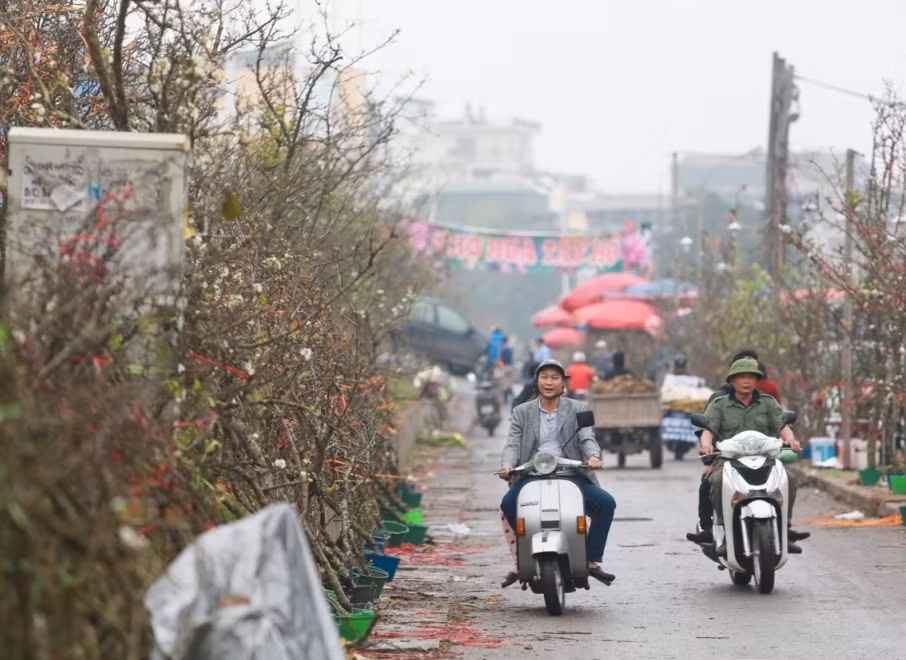 Những cành lê trắng được vận chuyển từ Sa Pa về bày dọc theo đoạn đường dài cả trăm mét quanh khu chợ Quảng Bá (quận Tây Hồ, TP Hà Nội). Ảnh: Tintucvietnam.