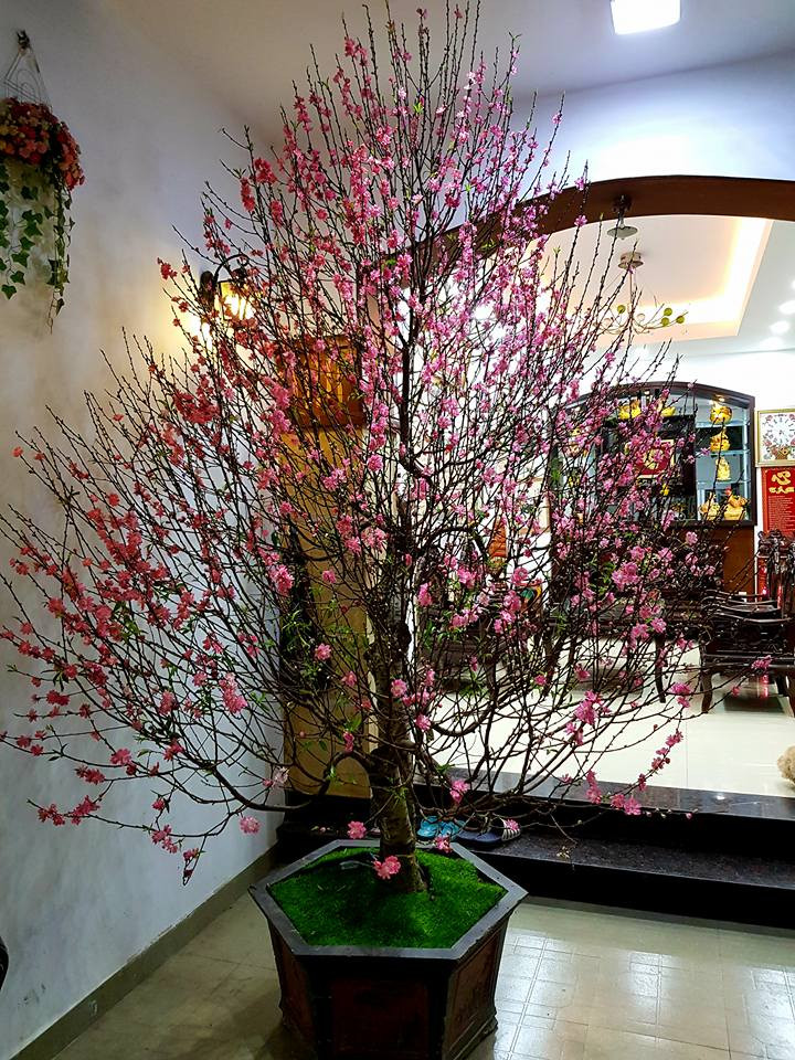 Những điểm nhấn khác lạ trong nhà đôi khi chỉ là sự góp mặt của một số cây cảnh đầy màu sắc, nhất là trong dịp Tết Nguyên đán. Ảnh: Khám phá.