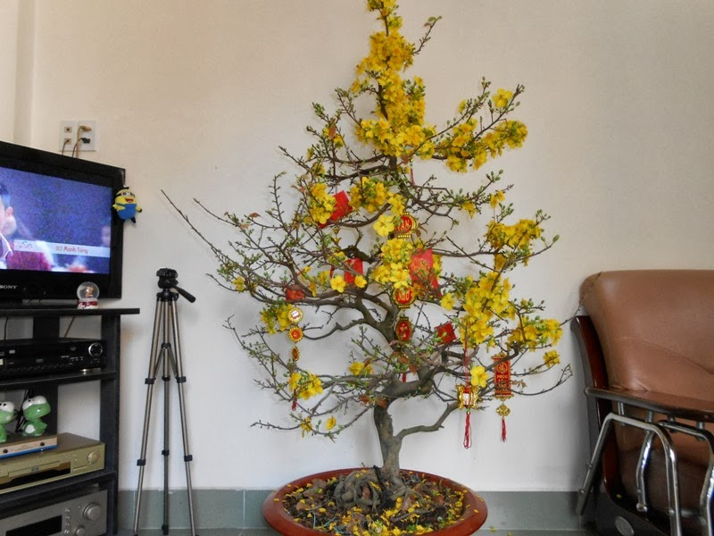 Bạn cũng có thể trang trí lên cây đào, mai hay quất những phong bao lì xì, những dây treo ngộ nghĩnh để góp phần tăng thêm không khí sinh động cho ngày Tết. Ảnh: Holcim.