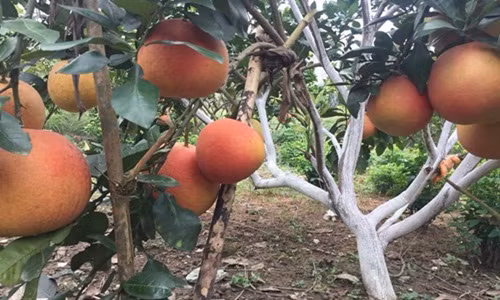 Hiện mỗi trái trái bưởi đỏ viết chữ thư pháp loại 1 có giá từ 250.000 đồng/trái. Ảnh: FB Mai Thùy Vân.